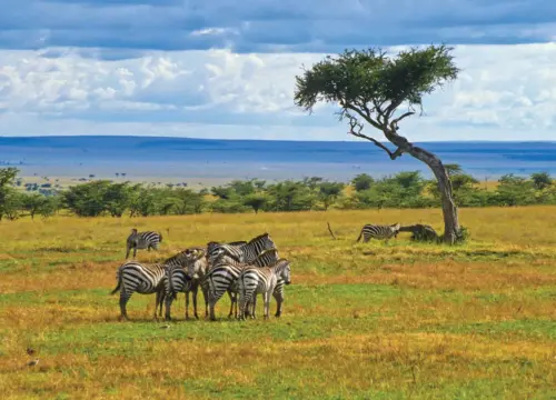 Wonder of the World-Maasai Mara Wildebeest Migration Safari Itinerary