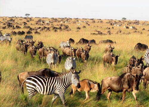 5 Days Masai Mara Luxury Safari