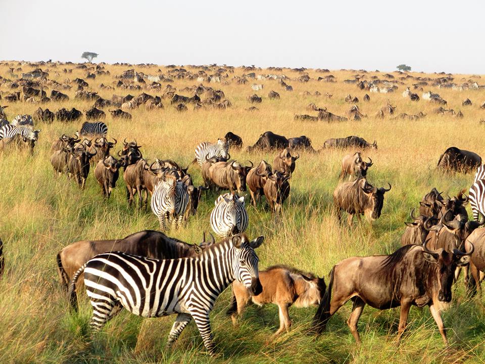 5 Days Masai Mara Luxury Safari